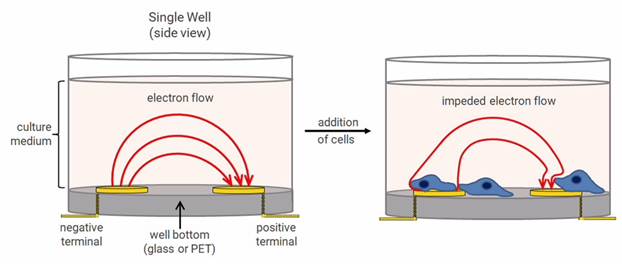 RTCA偵測系統使用遍布金微電極(gold microelectrodes)的特製微孔盤