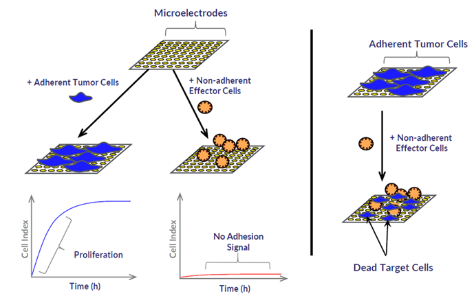 如利用免疫細胞(NK、T cell)常為懸浮性細胞的特性，先在微孔盤中加入癌細胞後，再加入免疫細胞