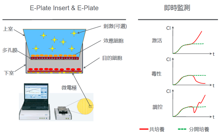 利用細胞共培養實驗，觀測effector cell對於target cell的影響